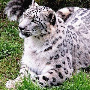 The Great Himalayan National Park 