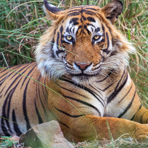Inhabitants of Ranthambore
