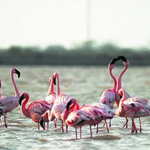 Water Bird Sanctuary